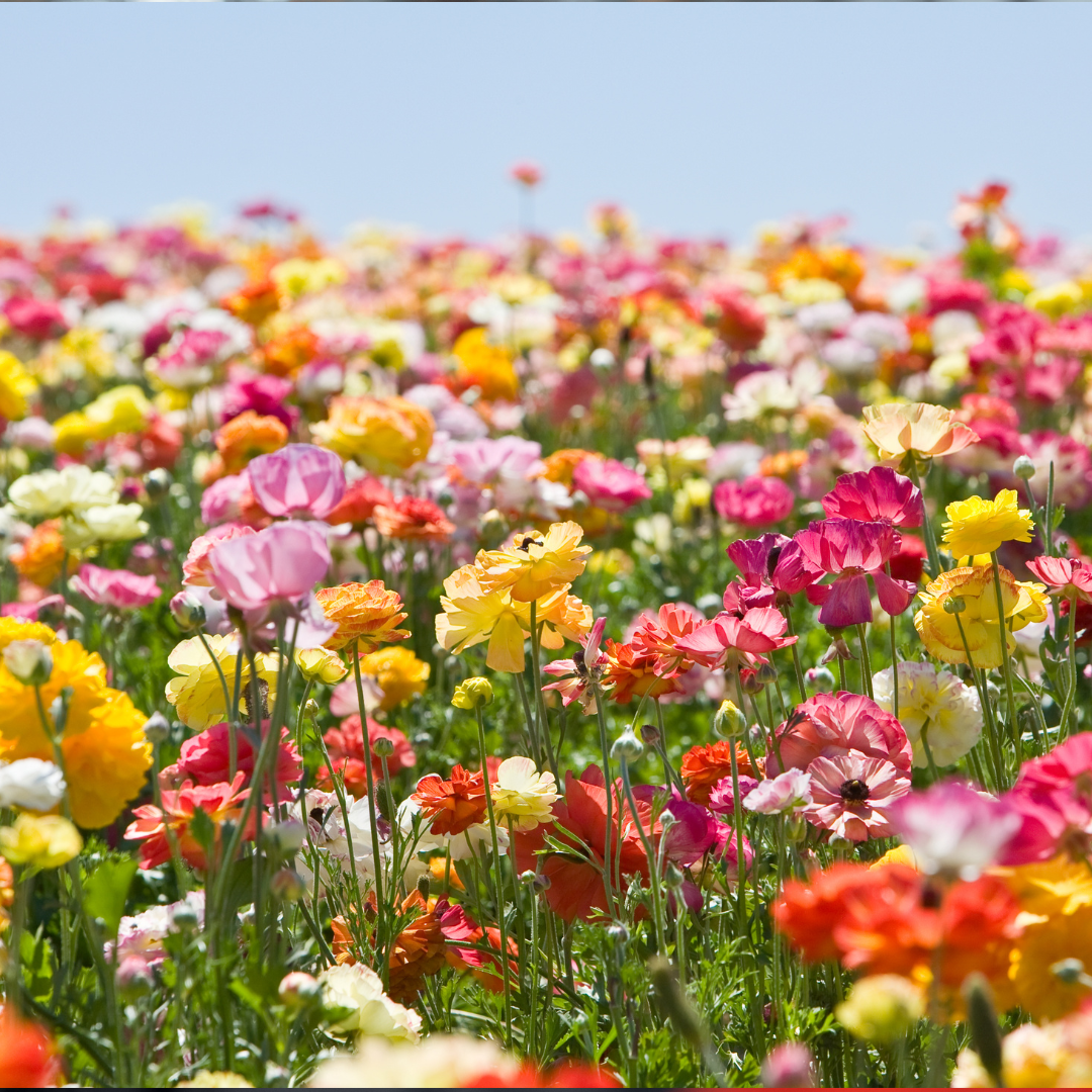 Reach International Outfitters