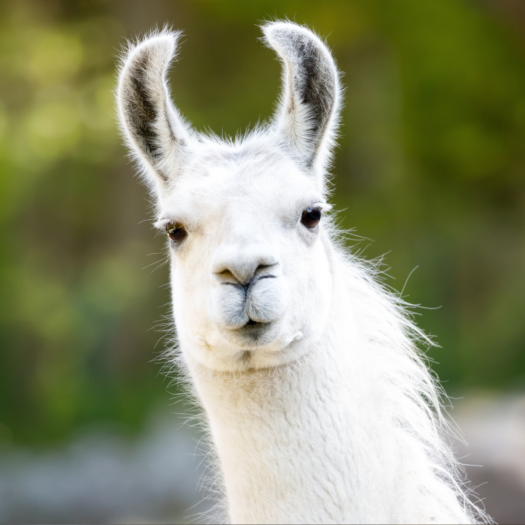 Reach International Outfitters