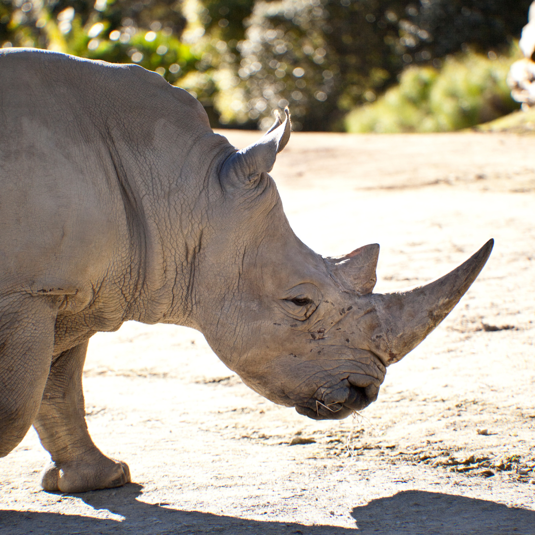 Reach International Outfitters