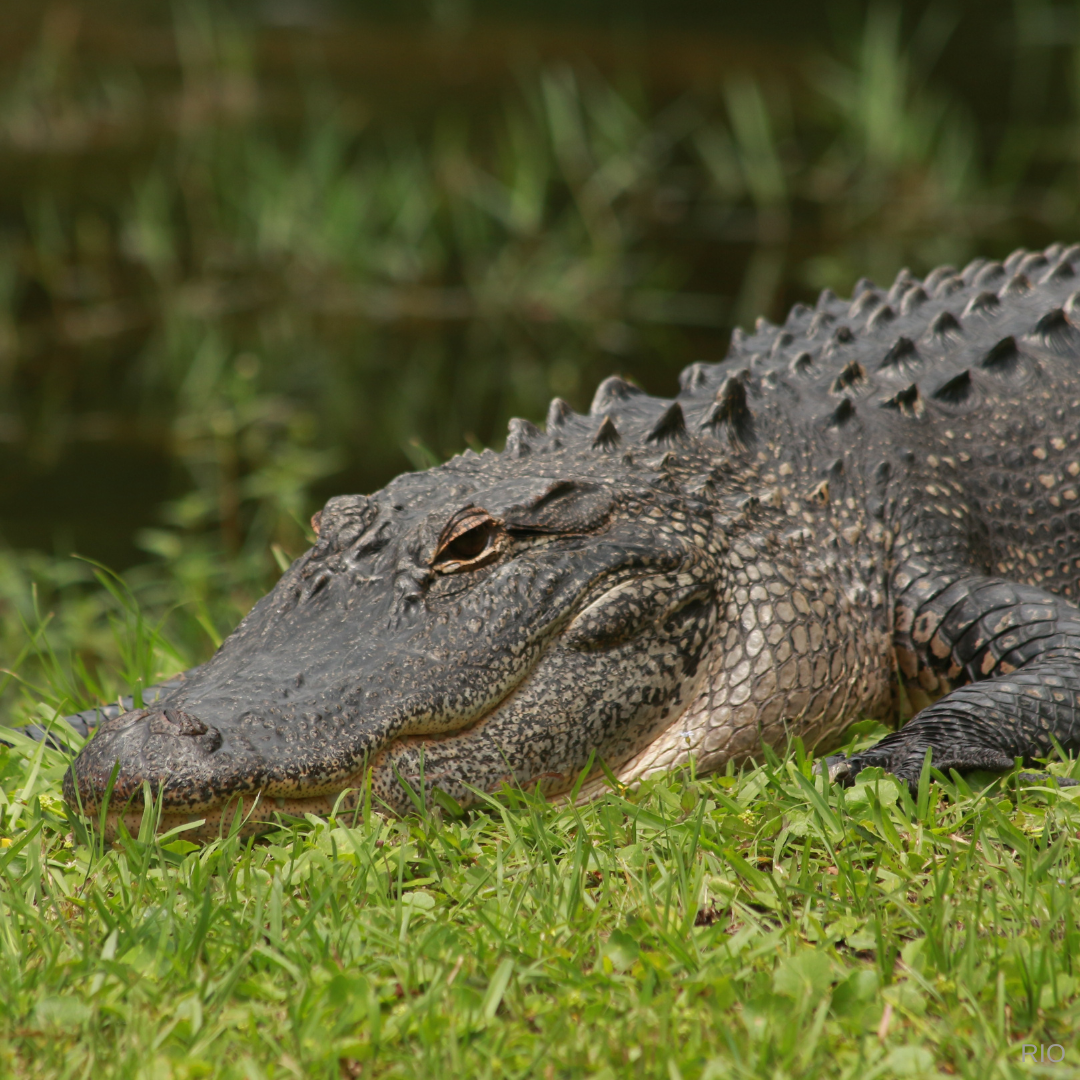 Reach International Outfitters