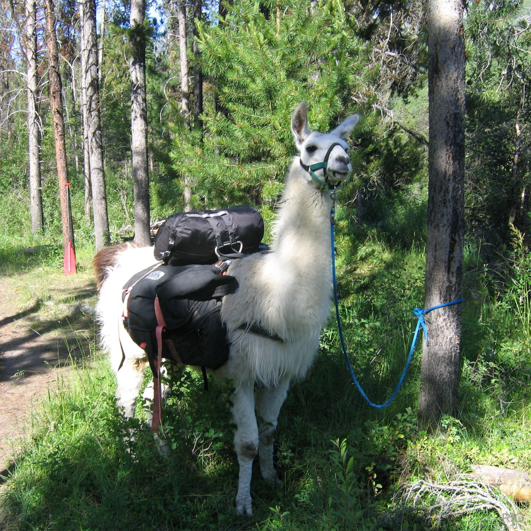 Reach International Outfitters